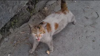 Dirty pregnant cat waiting by the roadside wants food from people.