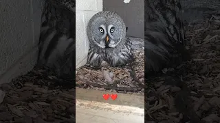 New Baby Great Grey Owls!! 🐣🥰🎉 at long last ☺️ #shorts #hatched #owl #baby #birds #love #excitement