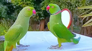 Indian Ringneck Parrot Videos Compilation