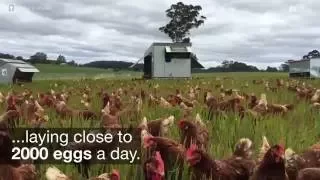 Pastured eggs farmers finding market with conscious consumers