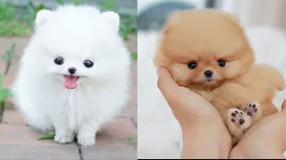 Funny and Cute Mini Pomeranian Video Compilations || Teacup Pomeranian Puppies #8