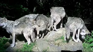 How to Wake a Wolf Pup - It Takes a Pack!