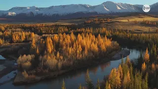 Наша Сибирь 4К:  Золотая степь