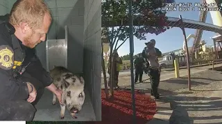 Body Cam: SC officers chase and rescue abandoned pig on the loose