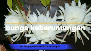 6 mitos tentang bunga wijaya kusuma