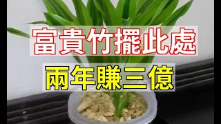 富貴竹擺此處，兩年賺三億，趕緊去試！|易學智慧