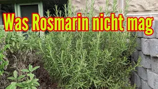 Was Rosmarin nicht mag - Diese Pflegefehler unbedingt bei Rosmarin vermeiden