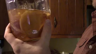 What a one year old, unrefrigerated kombucha scoby looks like.