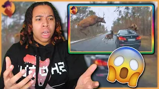 15 Unbelievable Encounters With Wild Animals On The Road.. I Need A Chauffeur ASAP!!!!
