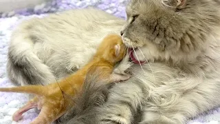 Joanna cares for the little kitten while it seeks milk