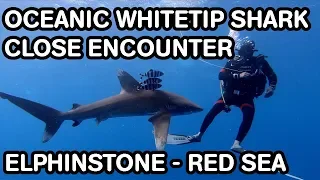 Oceanic Whitetip Shark - Close Encounter with Divers - Elphinstone Red Sea Egypt