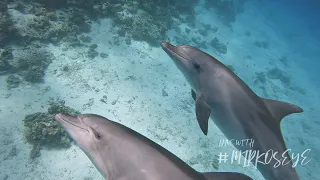 Diving in Hurghada with Dolphins, Turtle, Oktopus and Guitar Shark 4K 2022