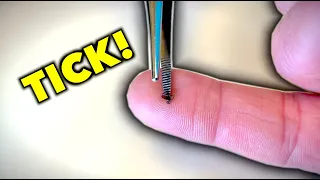 WE FOUND A TICK IN HIS BACK!!! | Dr  Paul