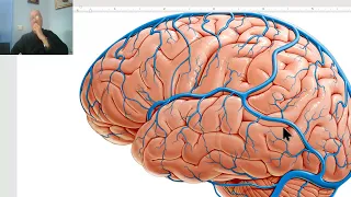 Anatomy for applied medical science(Radiology Department) 12 (Veins of the brain), by Dr.Wahdan