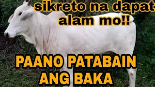 CATTLE FARMING || SIKRETO!! PAANO BA PATABAIN ANG ATING ALAGANG BAKA?