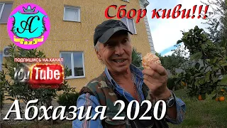 🌴 Абхазия 2020❗Сбор урожая - КИВИ!!!🌴