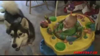 Husky dog makes baby laugh