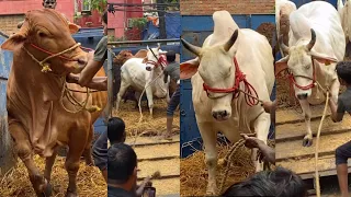 GHAZAL BHAI COWS UNLOADING AT BECKBAGAN 2023 || BATA || SUNDARI || KHARGOSH || PATHAAN ||