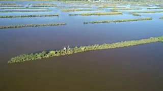 Restoring Coastal Wetlands