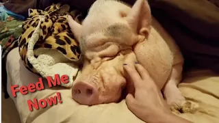 Mini Pig Throwing A Tantrum | Yes This IS A Mini Pig | Sammy The Hammy