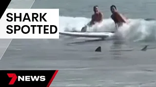 Shark spotted in between the flags at Manly beach | 7 News Australia