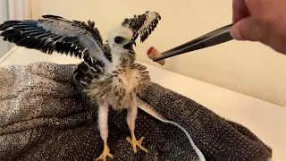 I Rescued a Baby Hawk (to feed Big Ounce)