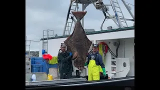 Halibut Fishing - Ballantynes Cove, Nova Scotia.   (2021)