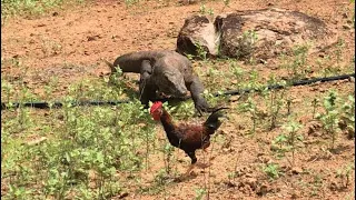 New🔝how komodo dragons hunt rooster and immediately swallow them.