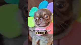 if your name is anxiety... #funny #dogs #shorts #tiktok #subscribe