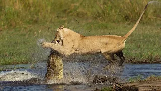 Lions Attacked by Crocodiles While Swimming in The Lake - Lions VS Crocodiles