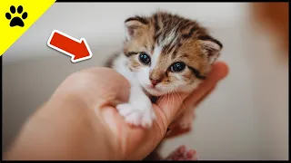 Learn How Baby Kittens Grow: 0-8 Weeks! ❤️ (SO CUTE)