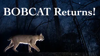 Bobcats Under the Stars with DSLR Camera Traps