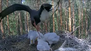 BLACK STORKS - MOM FREAKS OUT DURING FEEDING ATTACKS 2 STORKLETS - THE OLDEST AND THE YOUNGEST
