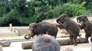 ELEFANTEN-DRESSUR IM ZOO HANNOVER JULI 2012