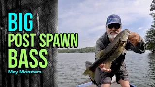 Big Post Spawn Bass : May Monsters! #lakelanierfishing2024 #bassfishing