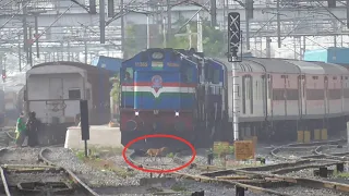 Dog at High Speed Crossing the tracks | Smoking Alcos Indian Railways