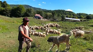 LA STANA LUI CRISTI PANTECE, IN MUNTII SIRIU, OI TURCANE SI CAINI CIOBANESTI FOARTE MASIVI.