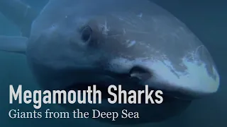 Megamouth Sharks, Gentle Giants of the Deep Sea