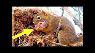 A squirrel begged a man to help her baby, who was in trouble