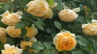 most beautiful colourful rose garden video / nature roses flowers plant video