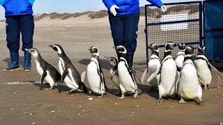 Nach langer Rehabilitierung: Gerettete Pinguine dürfen zurück ins Meer