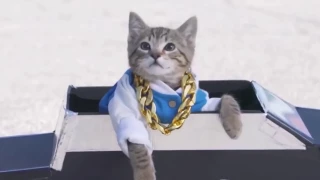 ЛУЧШИЕ ПРИКОЛЫ с котами Самые смешные видео про кошки и коты Подборка приколов н 1