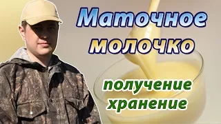 Получение и хранение маточного молочка из роевых маточников