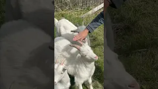 Нападение на коз в деревне😱😀Кто кого боится - непонятно😀