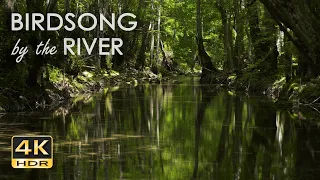 Birdsong by the River - Birds Chirping in the Forest - Flowing Water Sounds for Sleep & Relaxation