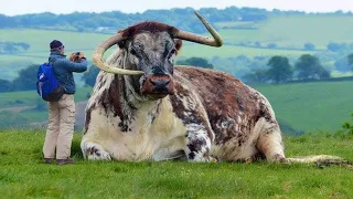 11 Most Unique Bulls in the World