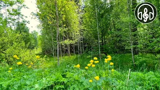 Soothing mixed forest and birdsong. Nightingale, cuckoo, blackbird. 12 Hours of video.