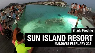 Shark and Sting Ray Feeding at Sun Island Resort Maldives