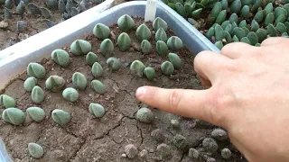 Как правильно посадить листовые черенки суккуллентов?