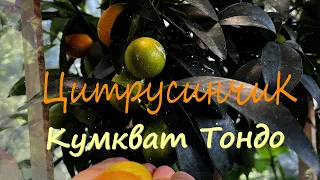 Кумкват Тондо